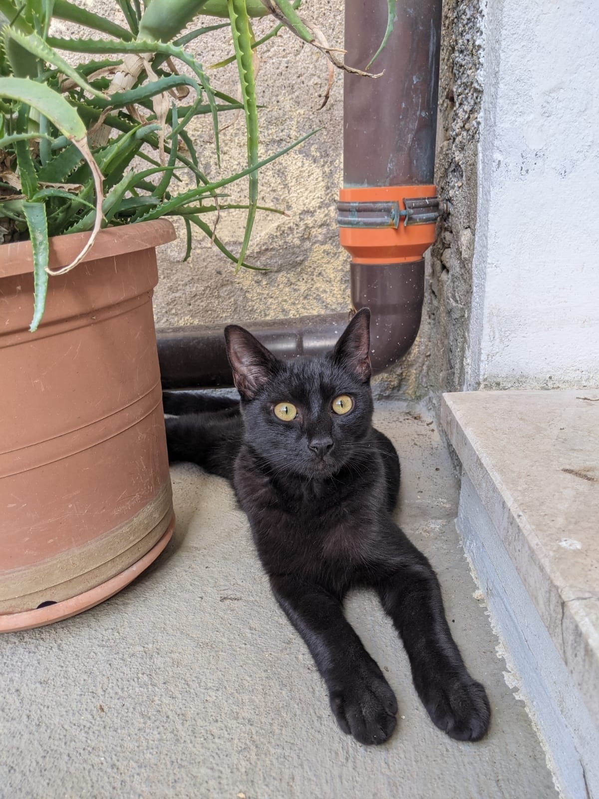 Resident black cat lounging on the step beside a large aloe plant in terracotta pot at the entrance of Treballu Rural Coliving, Laconi, Sardinia