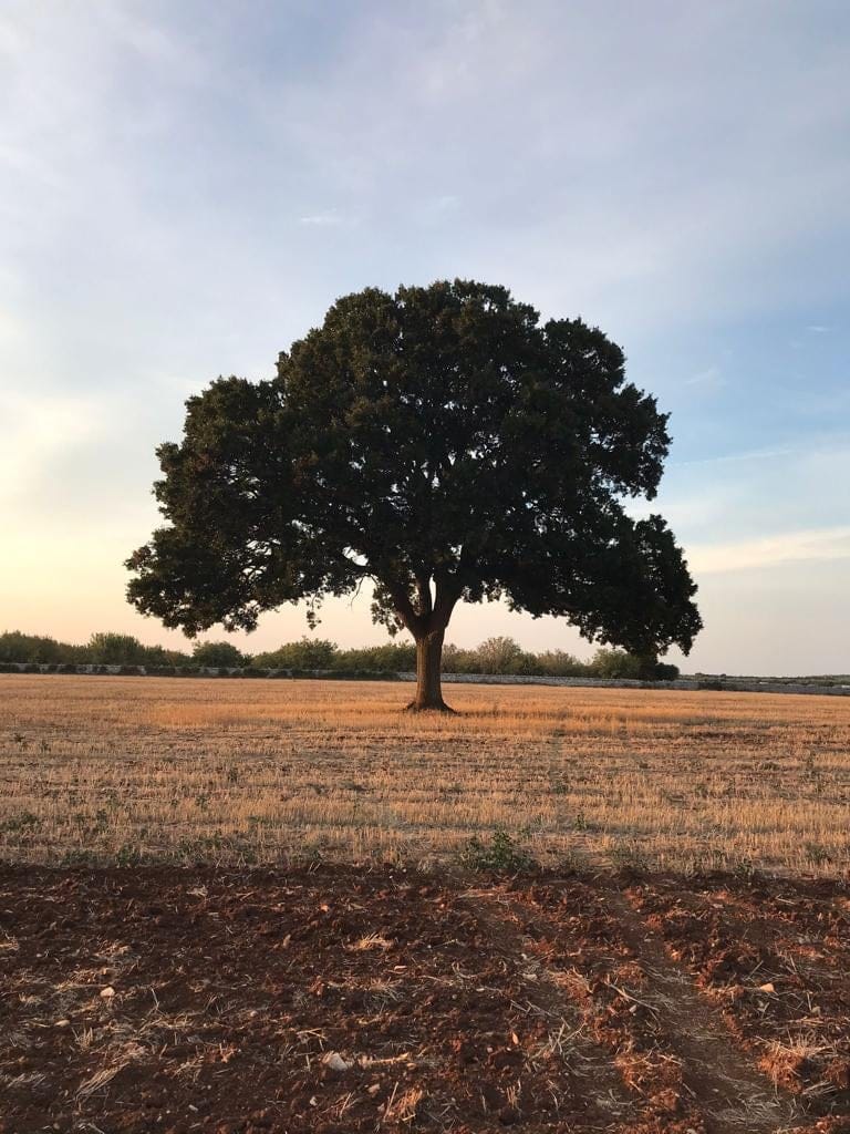 Portrait photo of a single large tree standing alone in dry open field at sunset.