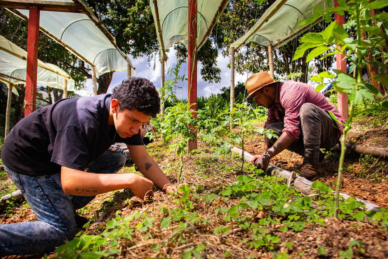 Guests tending the organic vegetable garden at Riverside ecoliving eco-lodge